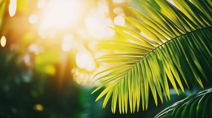 Obraz premium Close-up of a vibrant palm leaf bathed in warm sunlight, highlighting its lush green texture and evoking a serene tropical atmosphere.