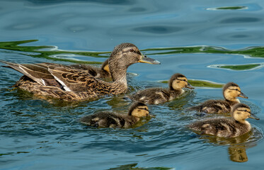 Duck with small ducklings in the river water close-up.
