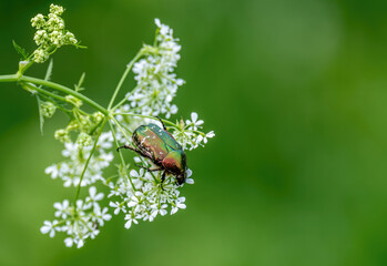 Insects on a flower in a field on a summer day.