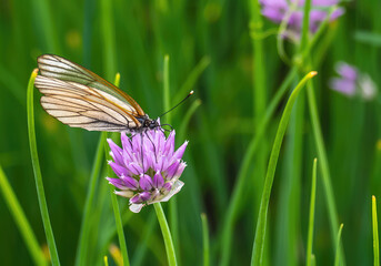 A butterfly on a flower on a summer day in a field.