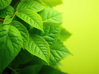 Close-up of bright green leaves with intricate natural vein patterns set against a soft green backdrop, close-up leaves, botanical close-ups