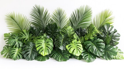 Tropical foliage display featuring a vibrant crescent of monstera and palm leaves creating a lush natural border against a crisp white background.