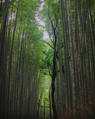 Fototapeta premium A tranquil bamboo forest in Akihabara, Japan, blending natural beauty with a serene, immersive Japanese atmosphere.