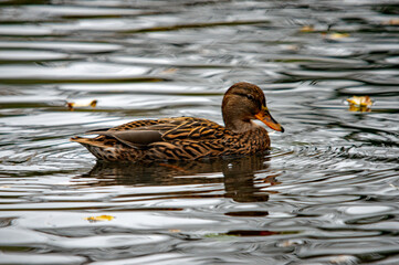 Schwimmende Stockente auf einem ruhigen Gewässer