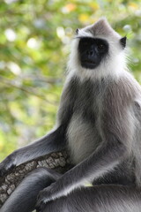 Northern Plains Grey Langar Monkey in Sri Lanka, Visit Sri Lanka. Grey Langur. Monkey Photography.
