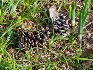 地面に落ちた松かさ