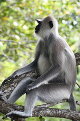 Northern Plains Grey Langar Monkey in Sri Lanka, Visit Sri Lanka. Grey Langur. Monkey Photography.