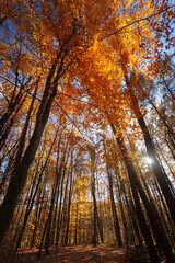 Leaning autumn trees in the forest with the sun