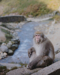 A snow monkey relaxing in a hot spring at Shibu Onsen, representing Japan’s unique wildlife and nature.