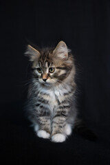 Sibirian cat photographed in front of black background