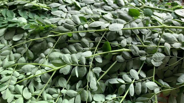 moringa oleifera leaves herbs vegetable