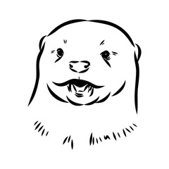 Vector of Asian Otter, Aonyx cinerea or Oriental Small-clawed Otter on whiet background.