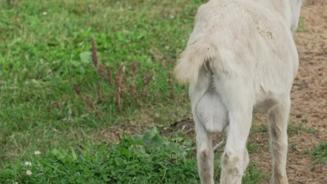 Goat testicles dangling between its legs while grazing. Hoofed animal goat. Bearded goats are feeding and grazing