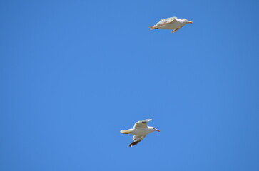 Two seagulls soaring through the clear blue sky above Essaouira, capturing the freedom and beauty of coastal birdlife in this Moroccan port town
