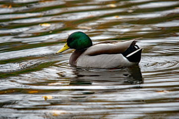 Männliche Stockente im Wasser