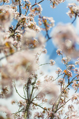 Cherry tree Blooming