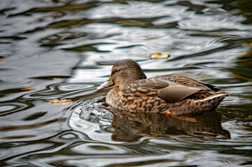 Stockente schwimmt im Wasser mit Spiegelung