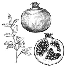 Sketch ink graphic pomegranate illustration, draft silhouette drawing, black on white line art. Botanical vintage etching food design.