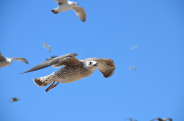 A close-up of a seagull in mid-flight against a clear blue sky in Essaouira. The image captures the grace and freedom of the bird soaring over the coastal town
