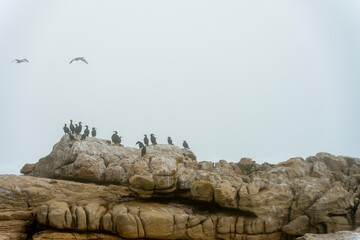 Sea fog (mist) along the West Coast shoreline near Lamberts Bay, Western Cape, South Africa. Cape...