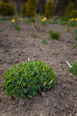 sedum stonecrop family of succulent plants, green ornamental plant on ground background in garden or botanical park