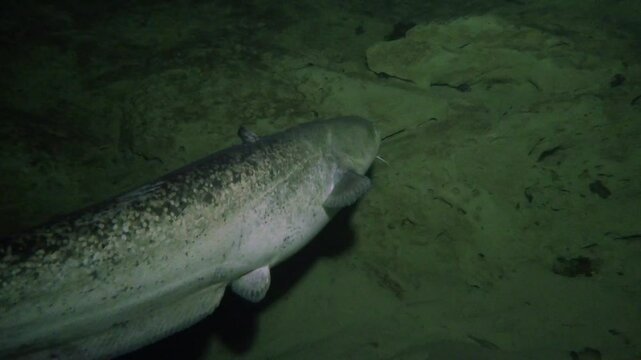 Big Catfish in the Aare River in Switzerland