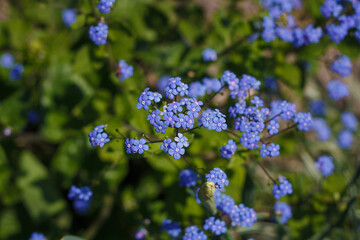 Forget me not, beautiful small blue flowers and green leaves in garden bed. Forget-me-not background