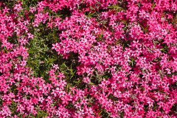 Beautiful Phlox subulata with bright pink flowers. Gardening, top view