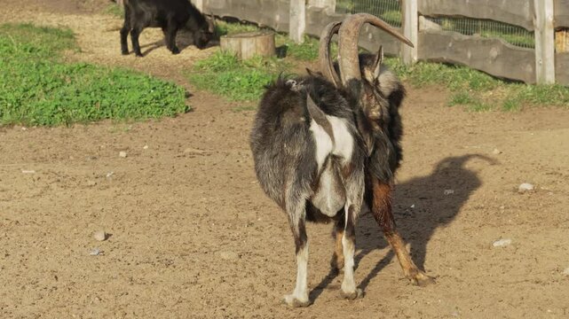Goat testicles dangling between its legs while grazing. Hoofed animal goat. Bearded goats are feeding and grazing