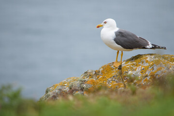 Fototapeta premium Yellow legged gull on a rock