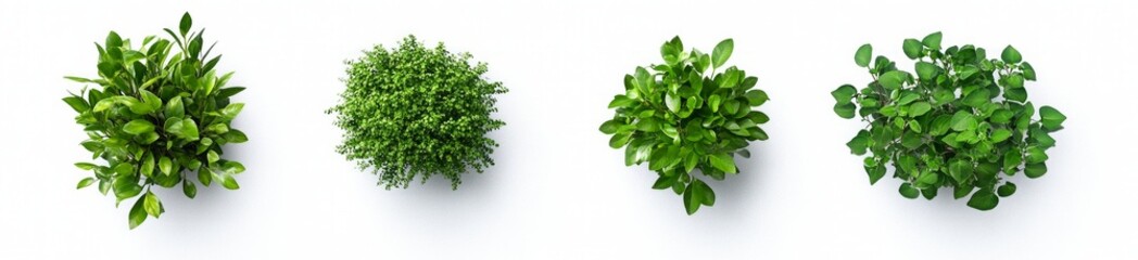 Fresh Green Plants in Pots - A Nature's Delight