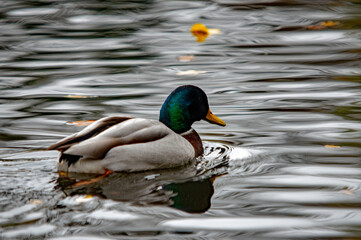 Prächtiger Erpel im Wasser