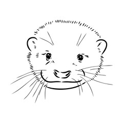 Vector of Asian Otter, Aonyx cinerea or Oriental Small-clawed Otter on whiet background.