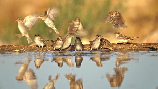 A flock of House sparrows (Passer domesticus) drinking water from a spring in the desert