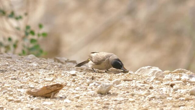 Barred Warbler & male Eurasian blackcap Drink water during the spring migration in the Negev desert Israel
