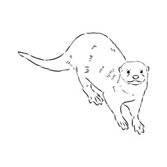 Vector of Asian Otter, Aonyx cinerea or Oriental Small-clawed Otter on whiet background.