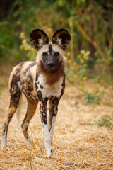 Fototapeta premium African wild dog (Lycaon pictus), aka, painted wolf, African hunting dog, Cape Hunting Dog or African painted dog.. Botswana