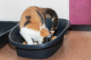 A delightful calico cat is comfortably sitting in a black litter box