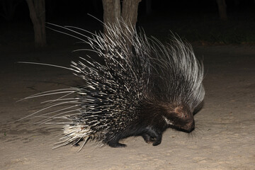 Cape porcupine or South African porcupine, (Hystrix africaeaustralis). Botswana