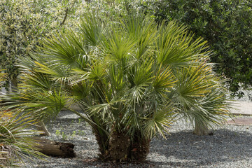 Palmier chamaerops humilis