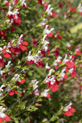Salvia microphylla Hot lips rouge et blanche