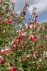 Salvia microphylla Hot lips rouge et blanche