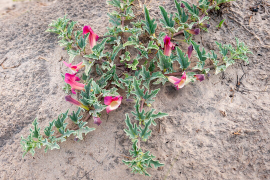 Devil&rsquo;s Claw, grapple plant or wood spider, (Harpagophytum procumbens) medicinal plant and flower, a herbal remedy for the treatment of rheumatic conditions. Kalahari Desert. Botswana.