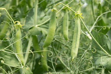 Culture de petits pois	