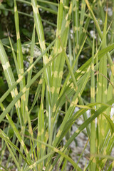 Miscanthus sinensis zebrinus	