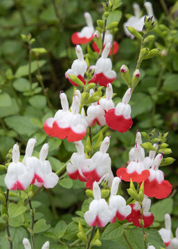 Salvia microphylla Hot lips rouge et blanche