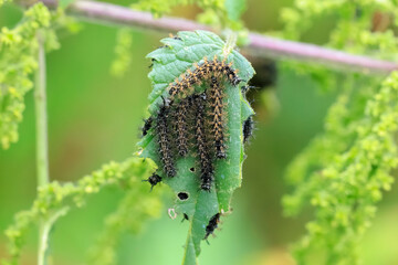 The map butterfly caterpillar, araschnia levana, close-up