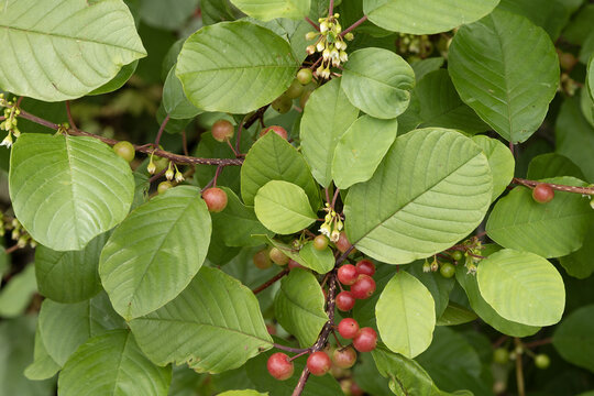 Frangula alnus