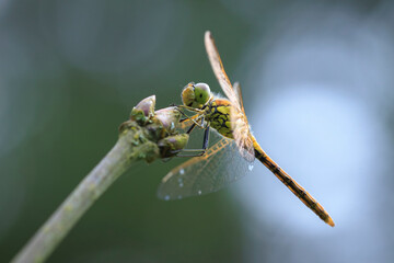 Vagrant darter Sympetrum vulgatum resting
