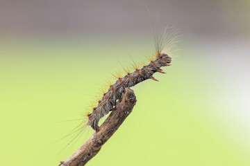 Gypsy moth or spongy moth , Lymantria dispar, caterpillar crawling and climbing.